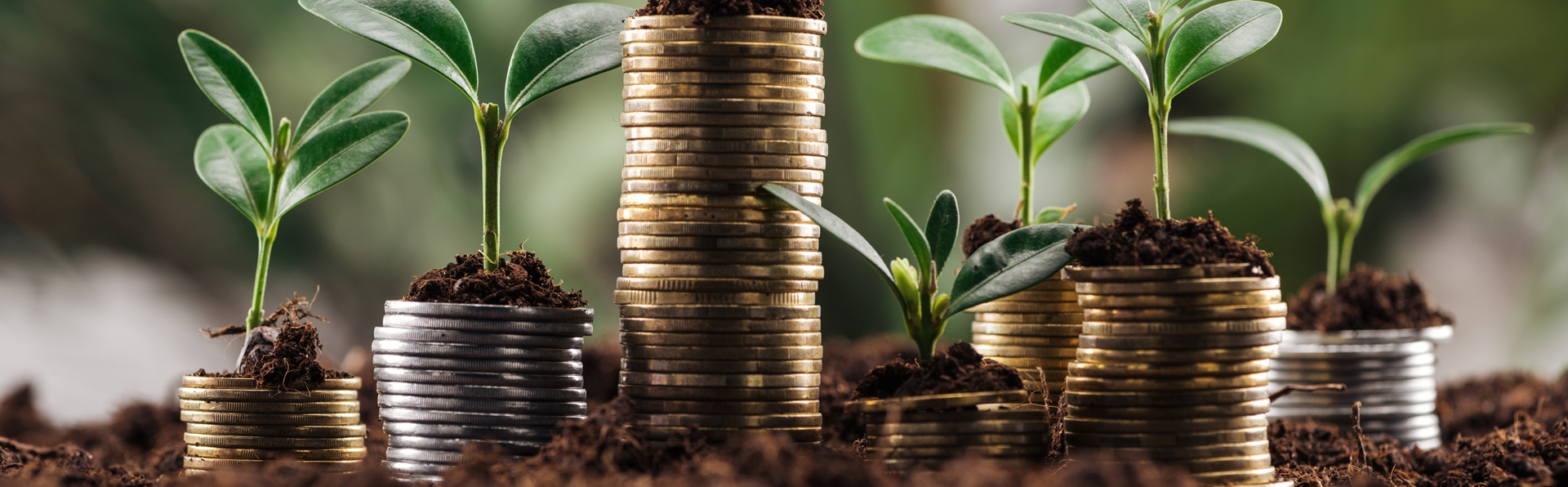 stacks of coins with plants