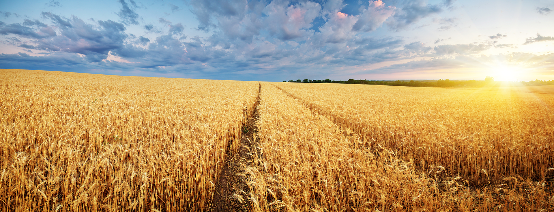 wheat field